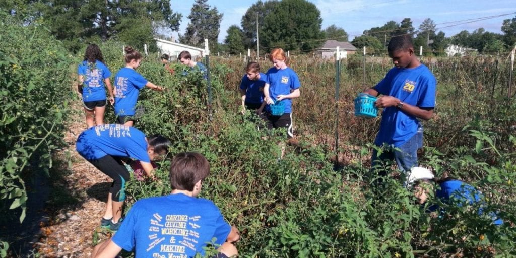 Students harvesting the field