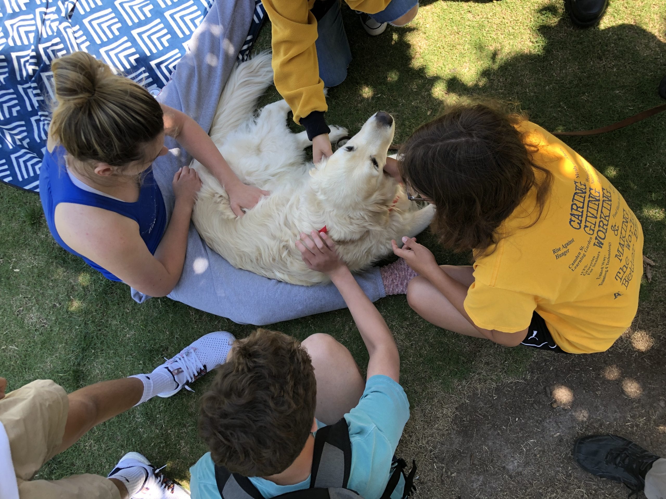 Therapy dogs on the quad