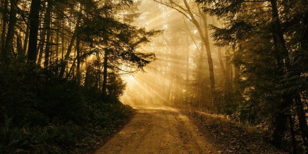 Sunrise in the woods photo